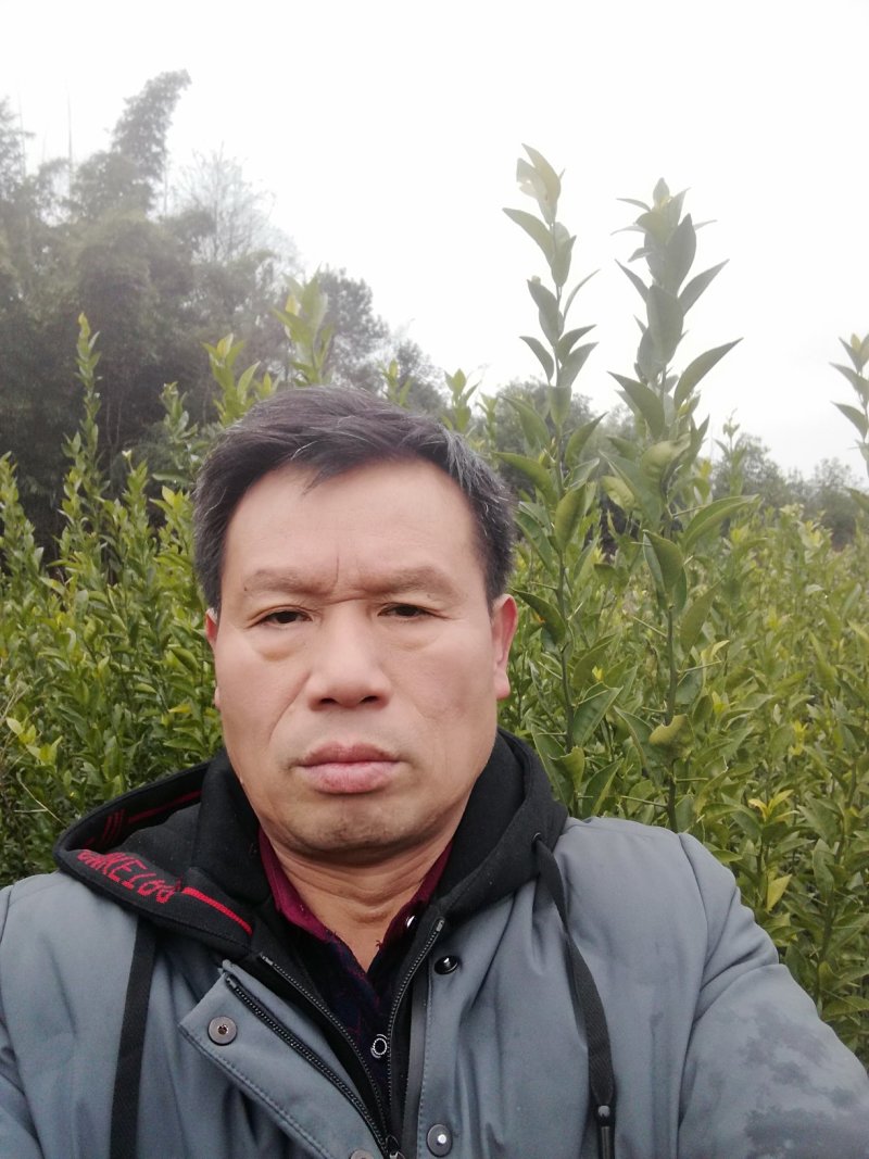 红橘蔸苗