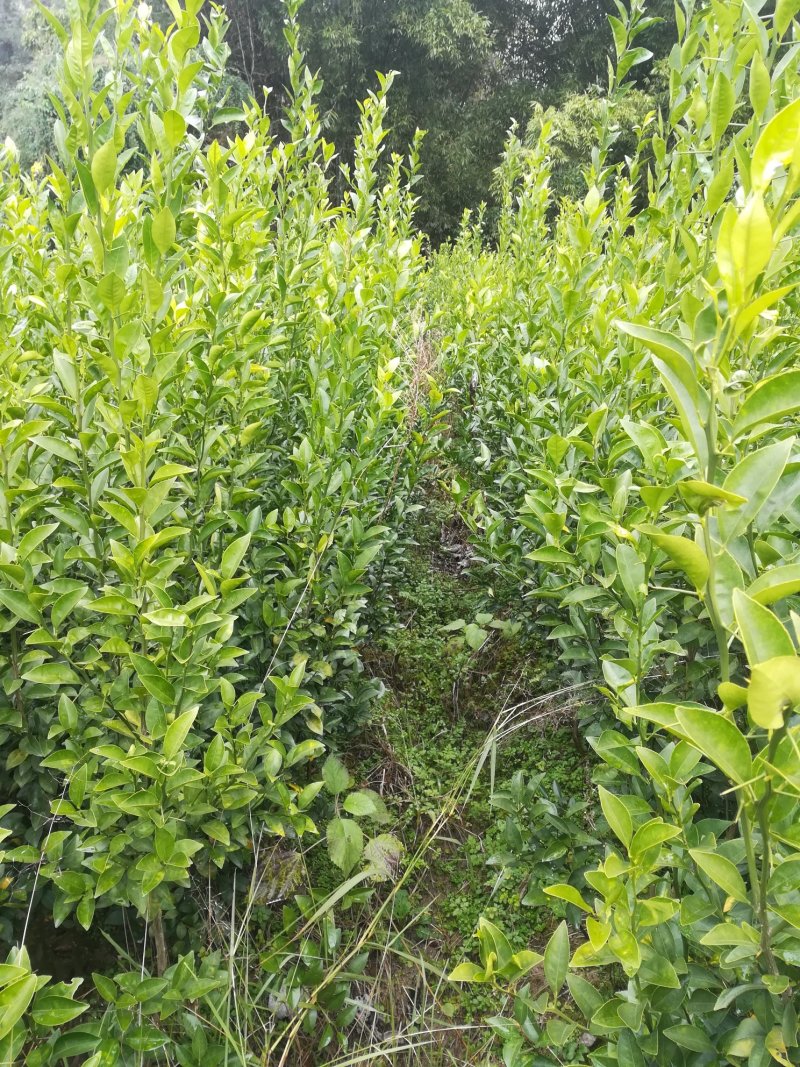 红橘蔸苗