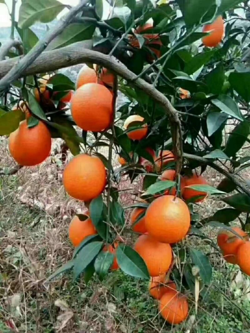 奉节脐橙，精挑细选，保证质量，物美价廉，现栽现发。优惠多