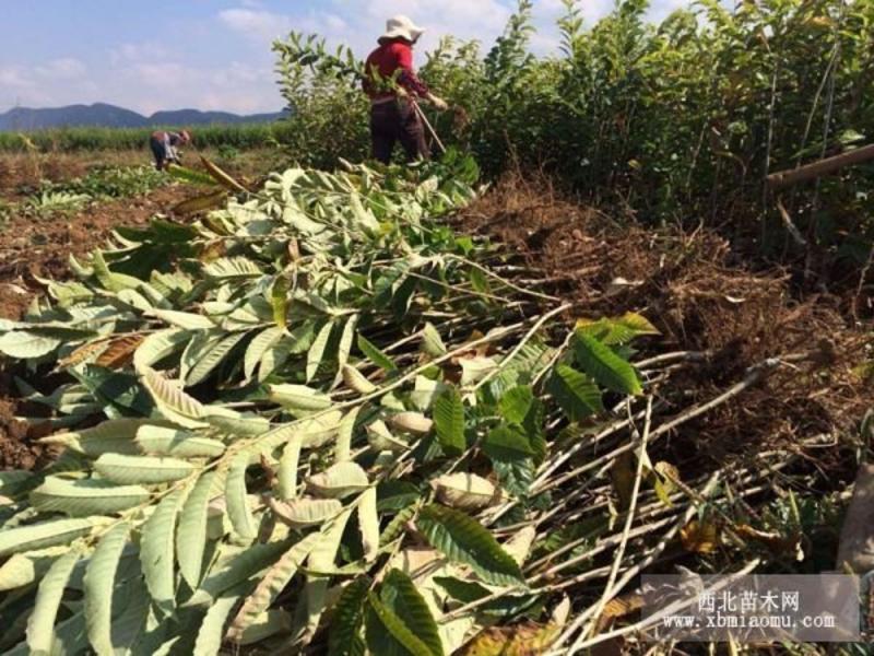 批发出售泰山板栗苗板栗苗价格易成活板栗苗