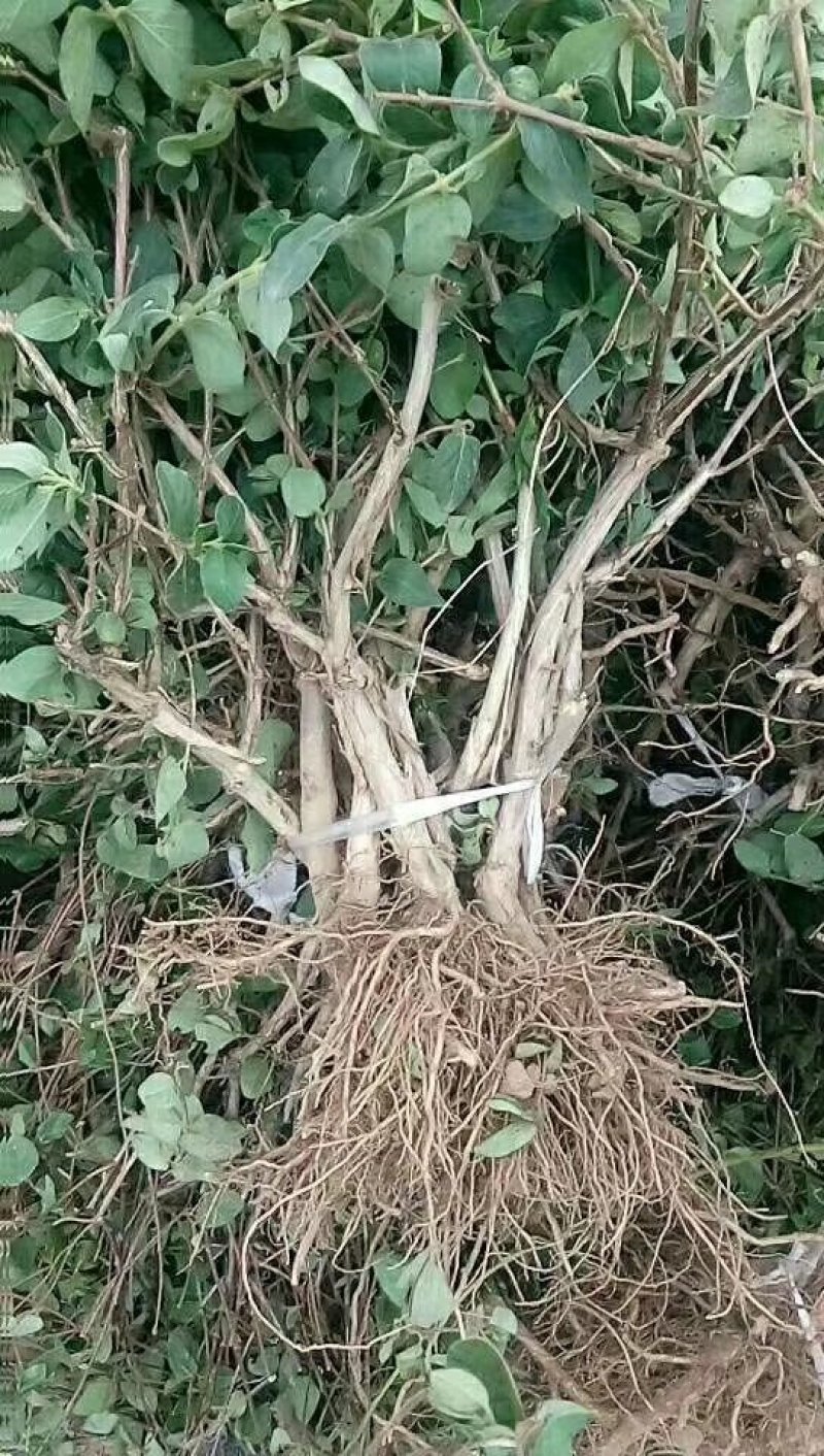 金银花/枸杞树