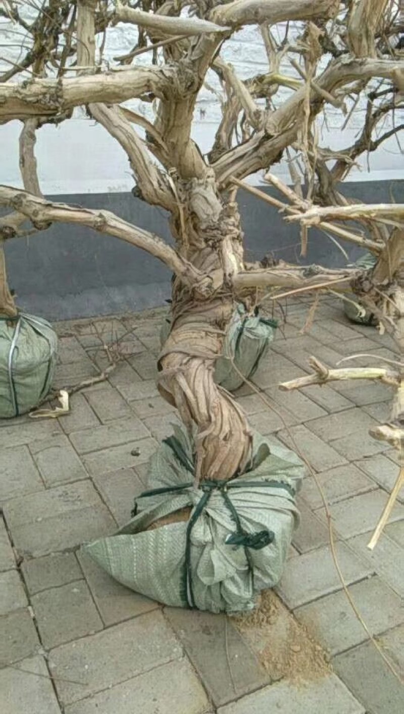 金银花/枸杞树