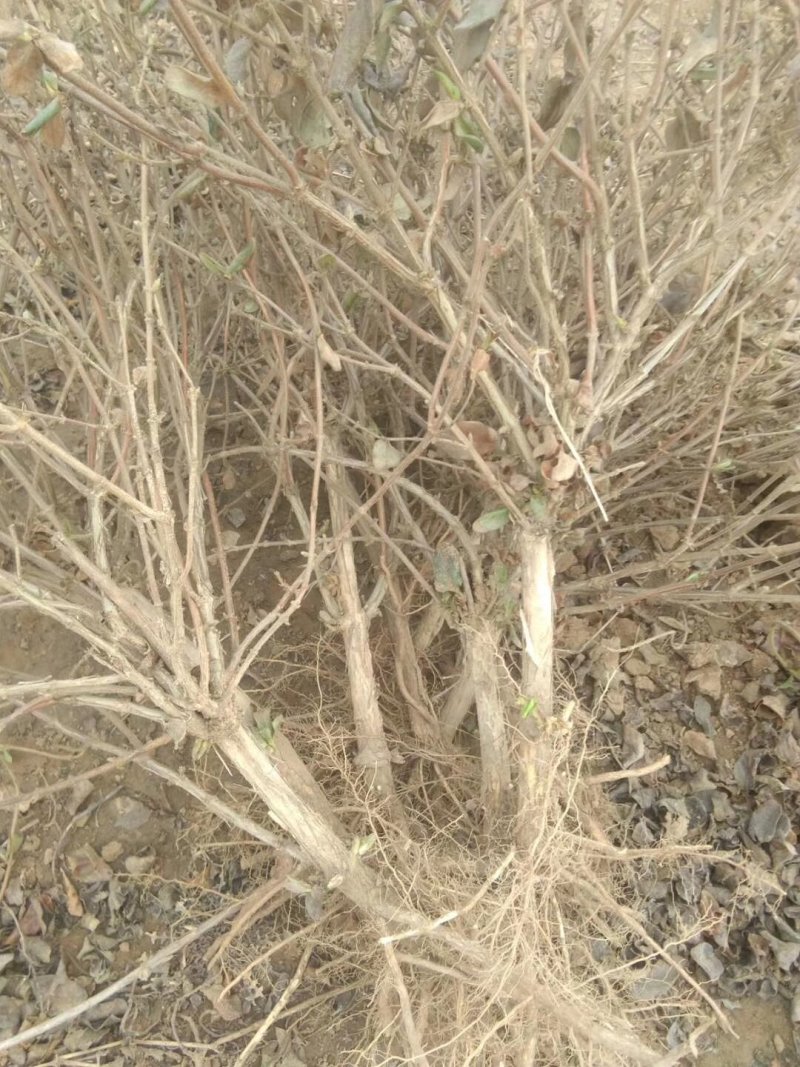金银花/枸杞树