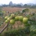 台湾大青枣苗包邮，包邮。。。。。。。。。。