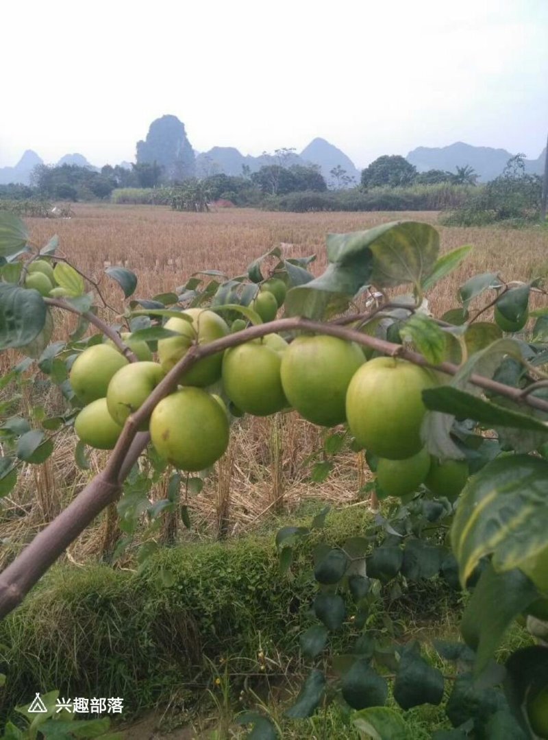 台湾大青枣苗包邮，包邮。。。。。。。。。。