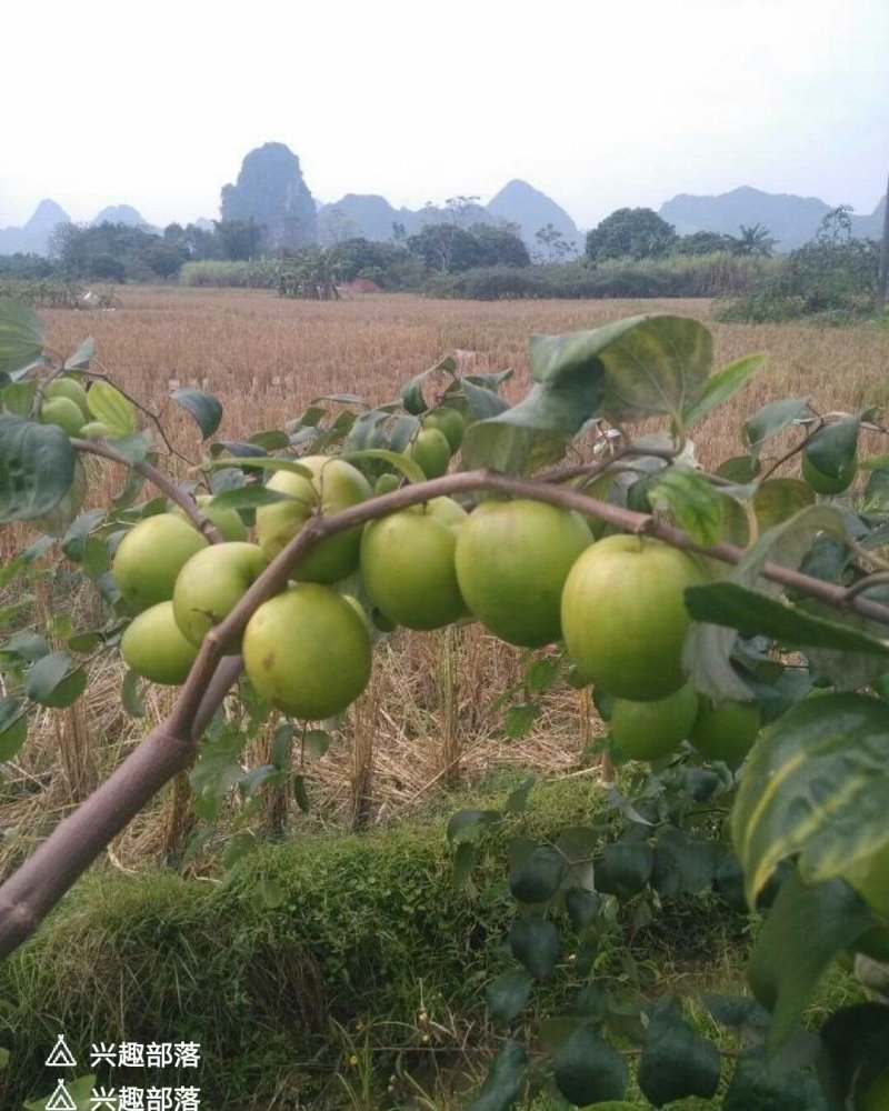 台湾大青枣苗包邮，包邮。。。。。。。。。。