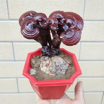 灵芝盆栽，样式齐全，基地直销