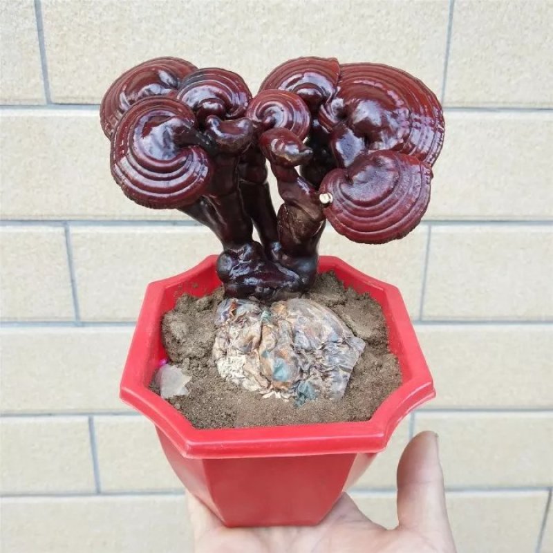 灵芝盆栽，样式齐全，基地直销