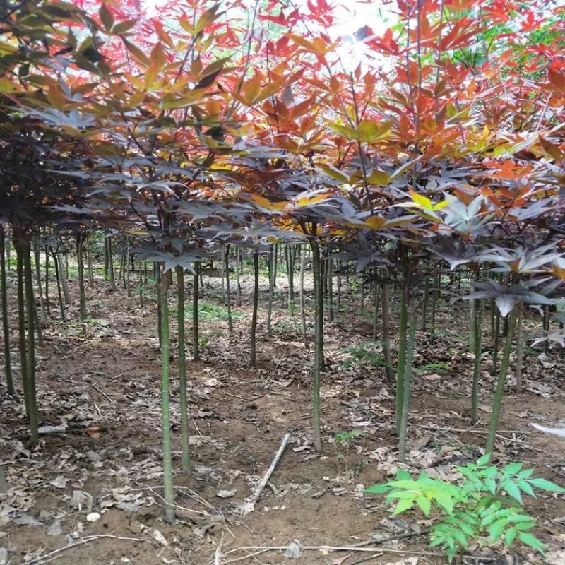 红枫