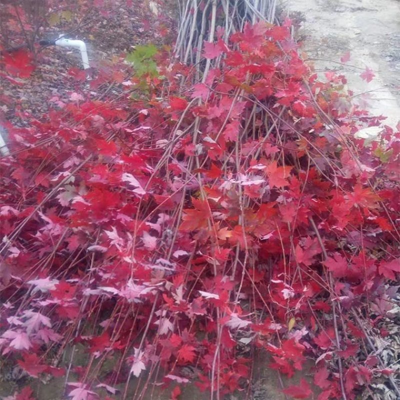 红枫