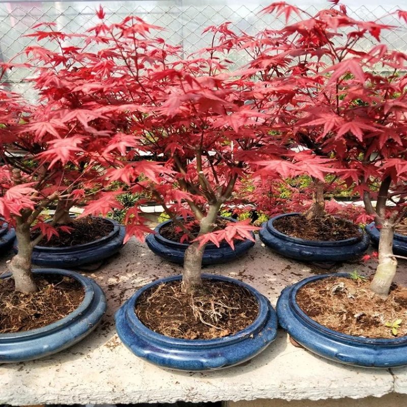 红枫