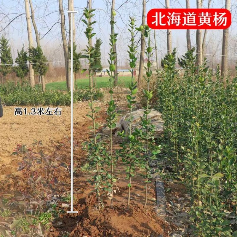 冬青黄杨