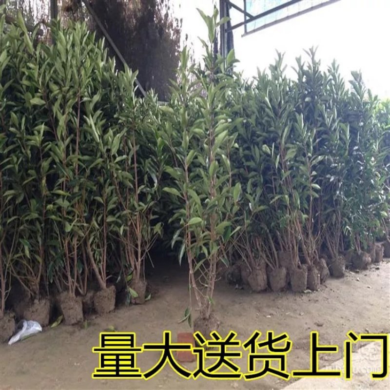 冬青黄杨