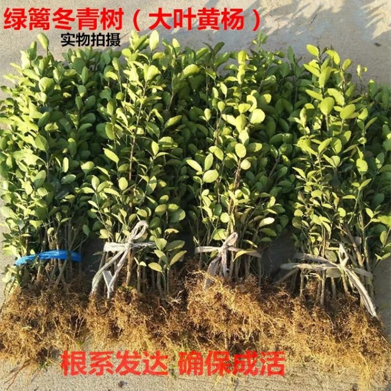 冬青黄杨