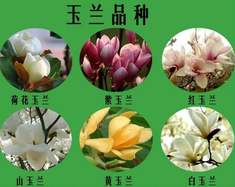 广玉兰