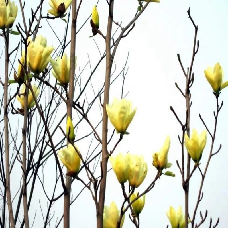 广玉兰