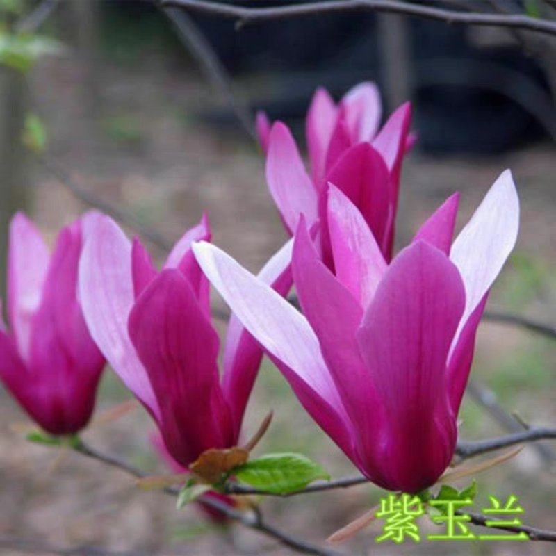 广玉兰