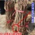 银杏树苗