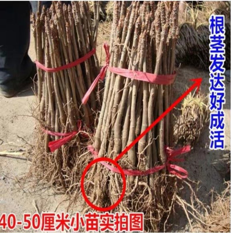 银杏树苗