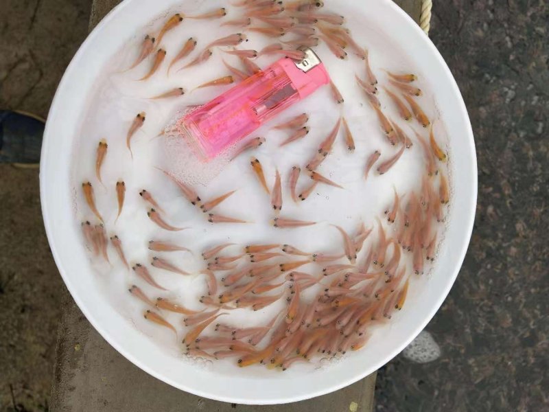 红罗非鱼苗巴西红罗非鱼苗彩虹雕罗非鱼苗