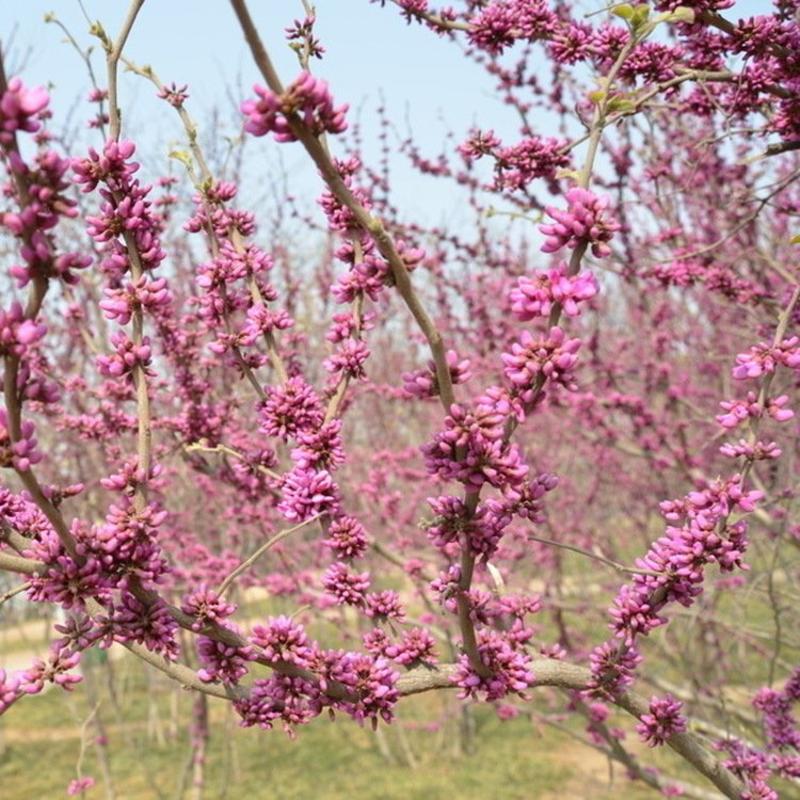 紫荆紫荆花树苗别墅庭院绿化植物四季风景树盆栽