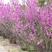 紫荆苗别墅庭院绿化植物四季风景树盆栽