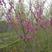 紫荆苗别墅庭院绿化植物四季风景树盆栽
