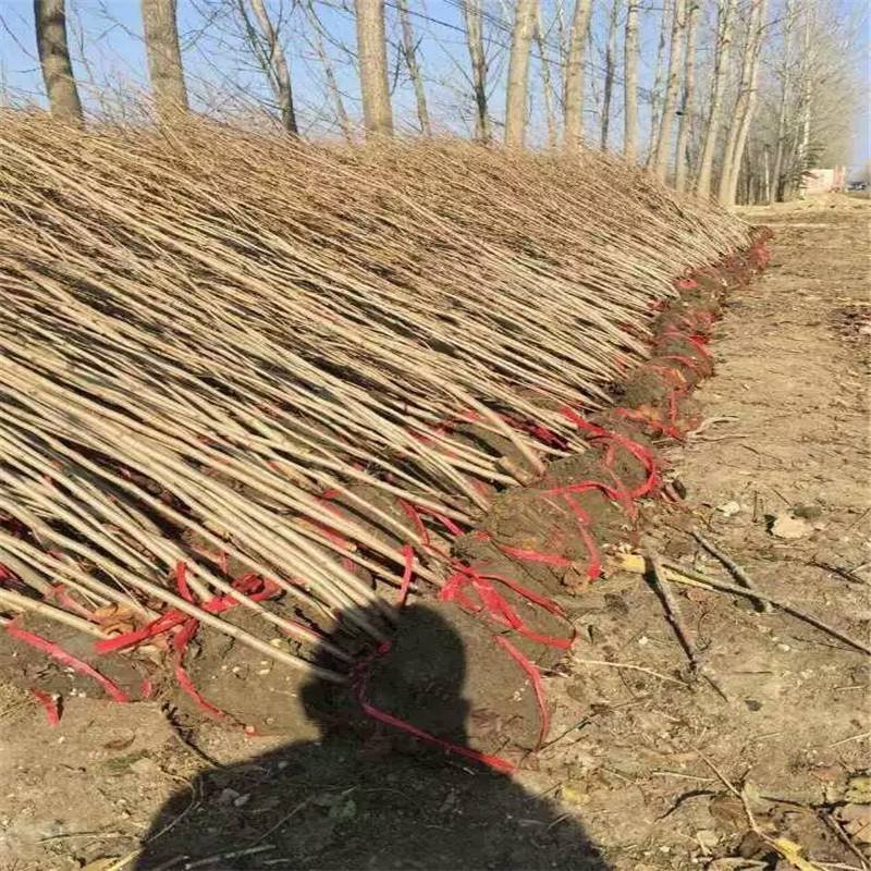 紫荆树苗元包邮可视频看货选货一亩田线上交易下单购买