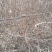 紫叶小檗小苗上市中