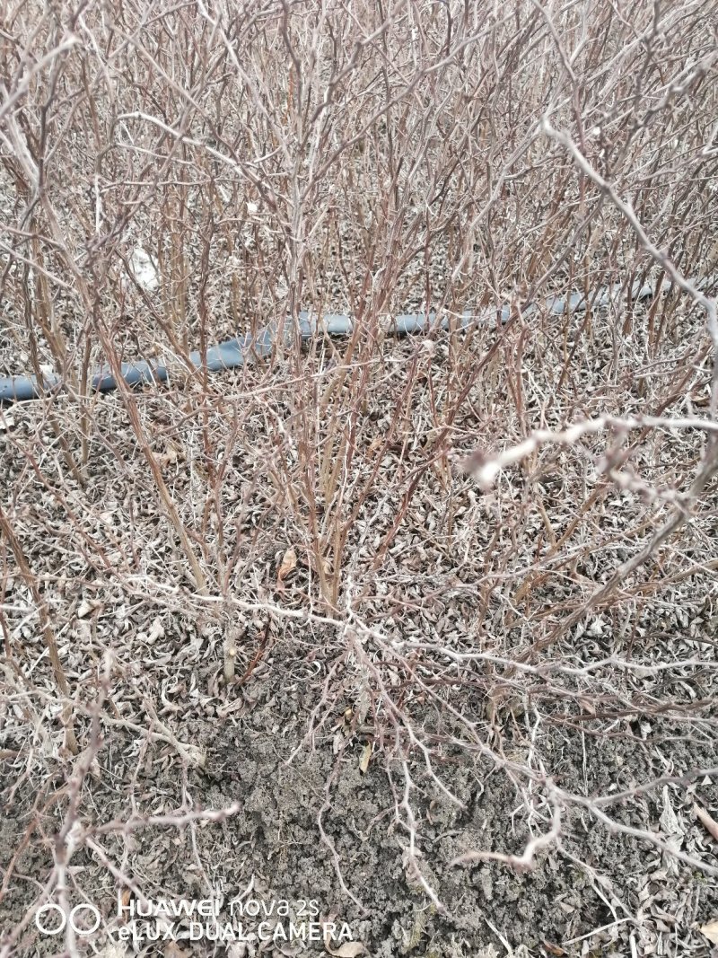 紫叶小檗小苗上市中