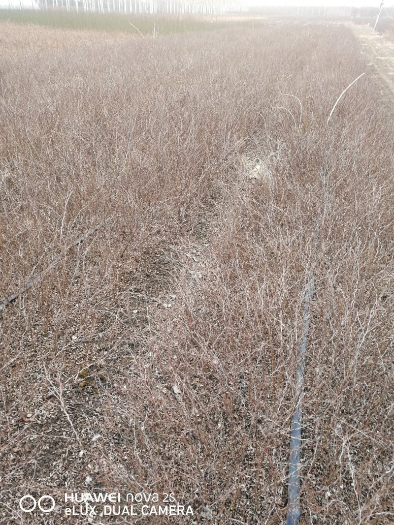 紫叶小檗小苗上市中