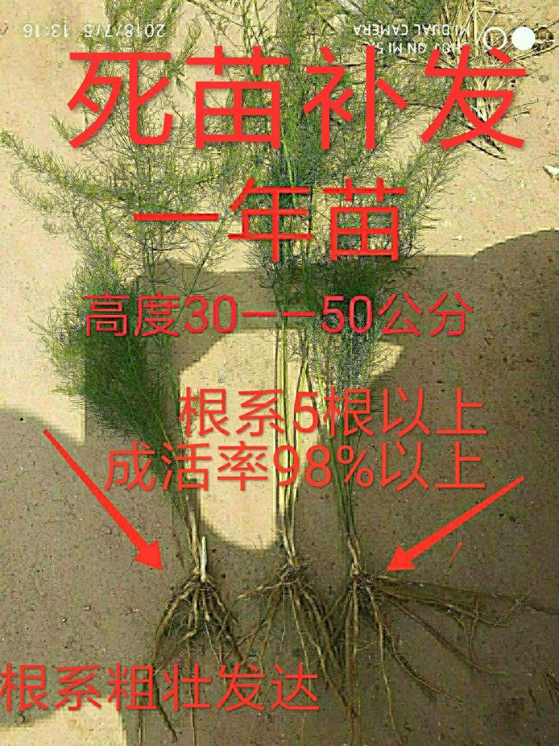 芦笋苗抗病高产保质保量包成活死苗免费补发视频选苗全国发规格全