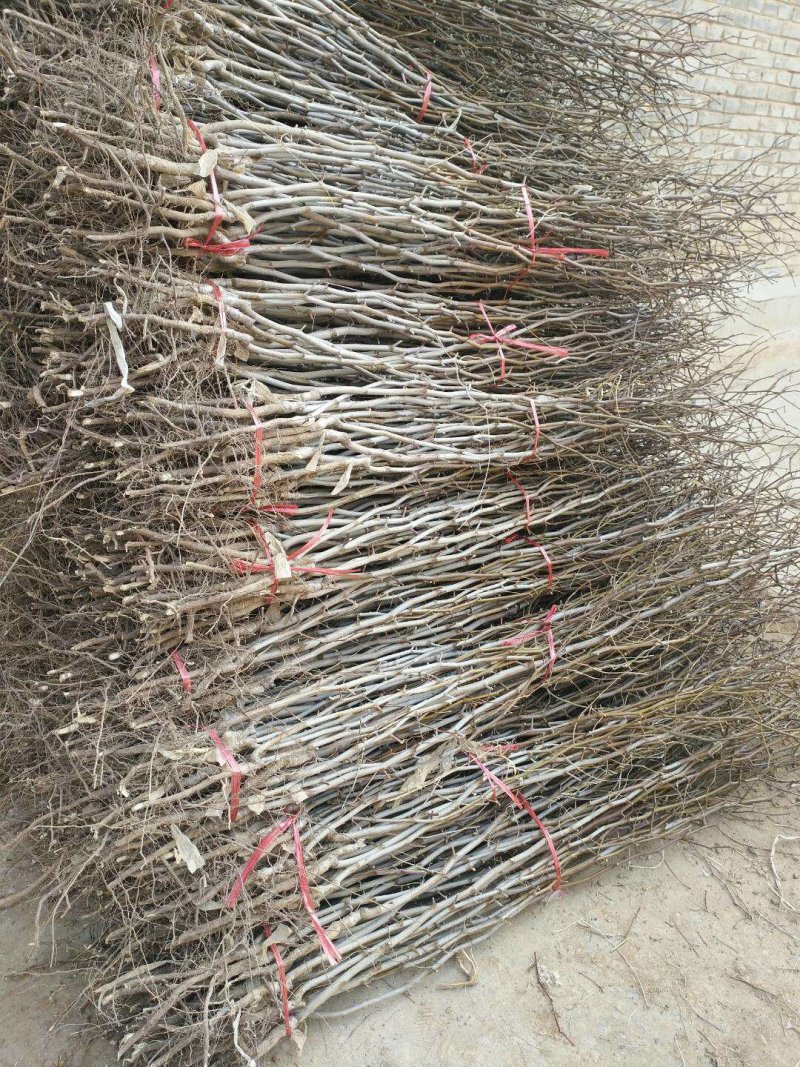 山西酸枣苗，冬枣苗，酸枣苗，绛县药用酸枣苗，技术指导