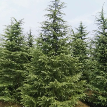 千亩雪松基地，2米至8米雪松，移栽定植苗，量大农户价直销