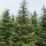 千亩雪松基地，2米至8米雪松，移栽定植苗，量大农户价直销