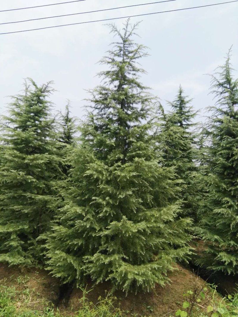 千亩雪松基地，2米至8米雪松，移栽定植苗，量大农户价直销