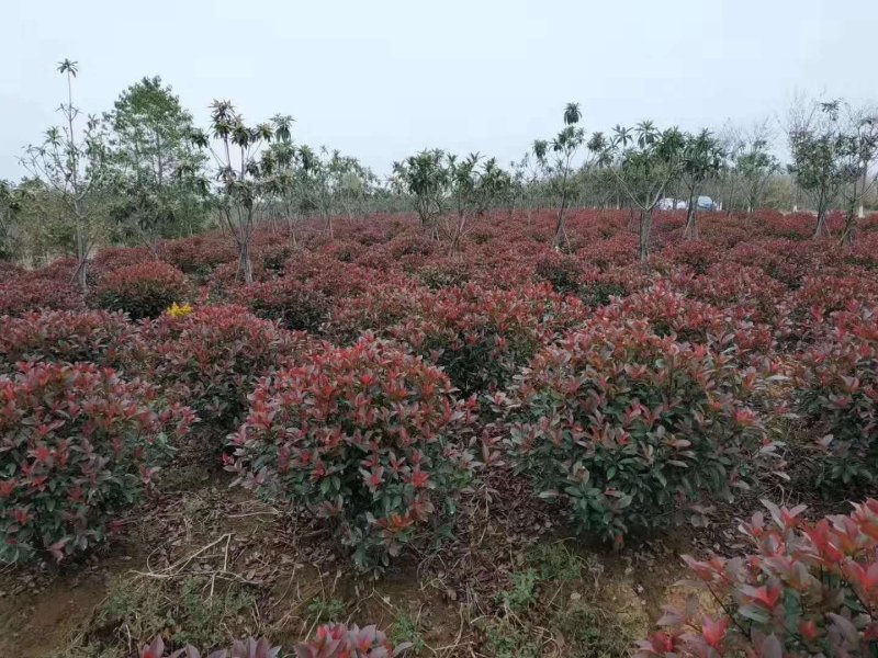 南京红叶石楠球0.5～4米冠、精品红叶石楠球，红叶石楠树