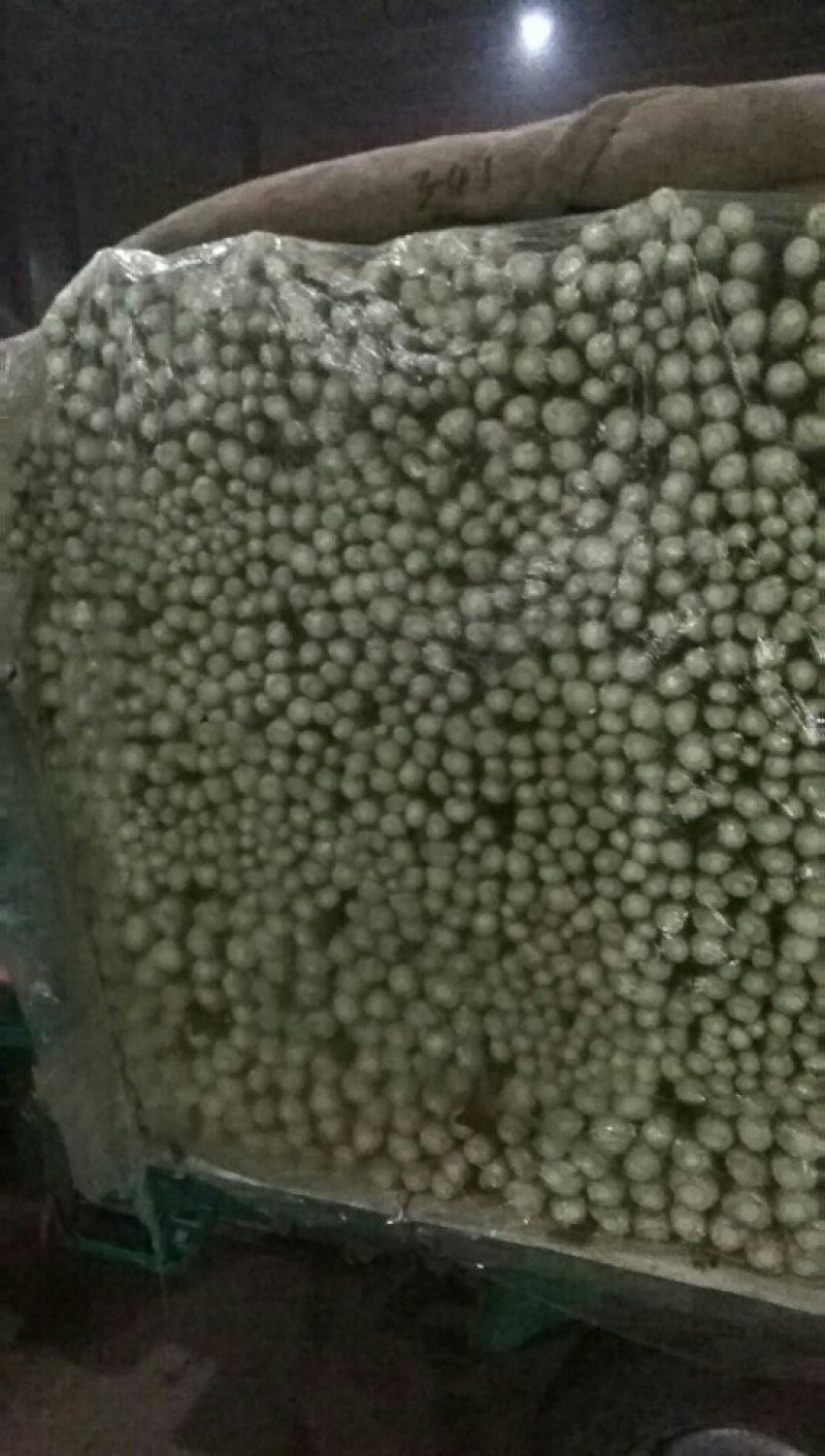 【芹菜】河北邯郸永年皇后芹菜大量上市产地直发量大价优