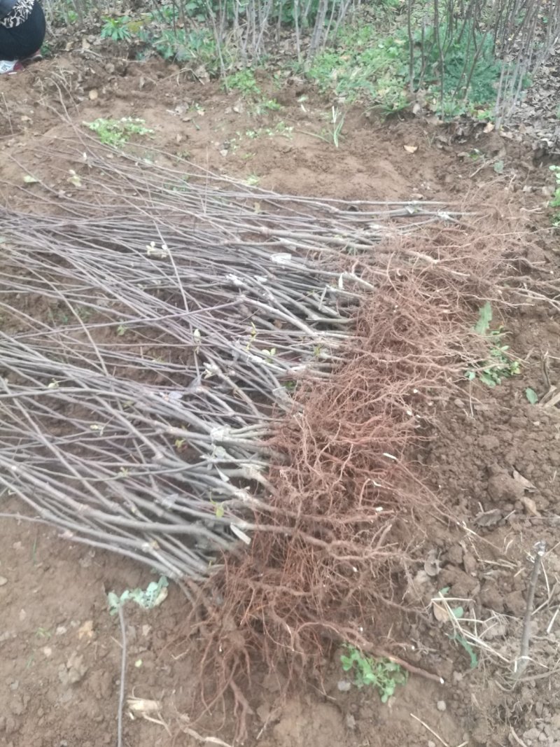 苹果矮化苗，陕西矮化苹果苗，基地直发，质量保证