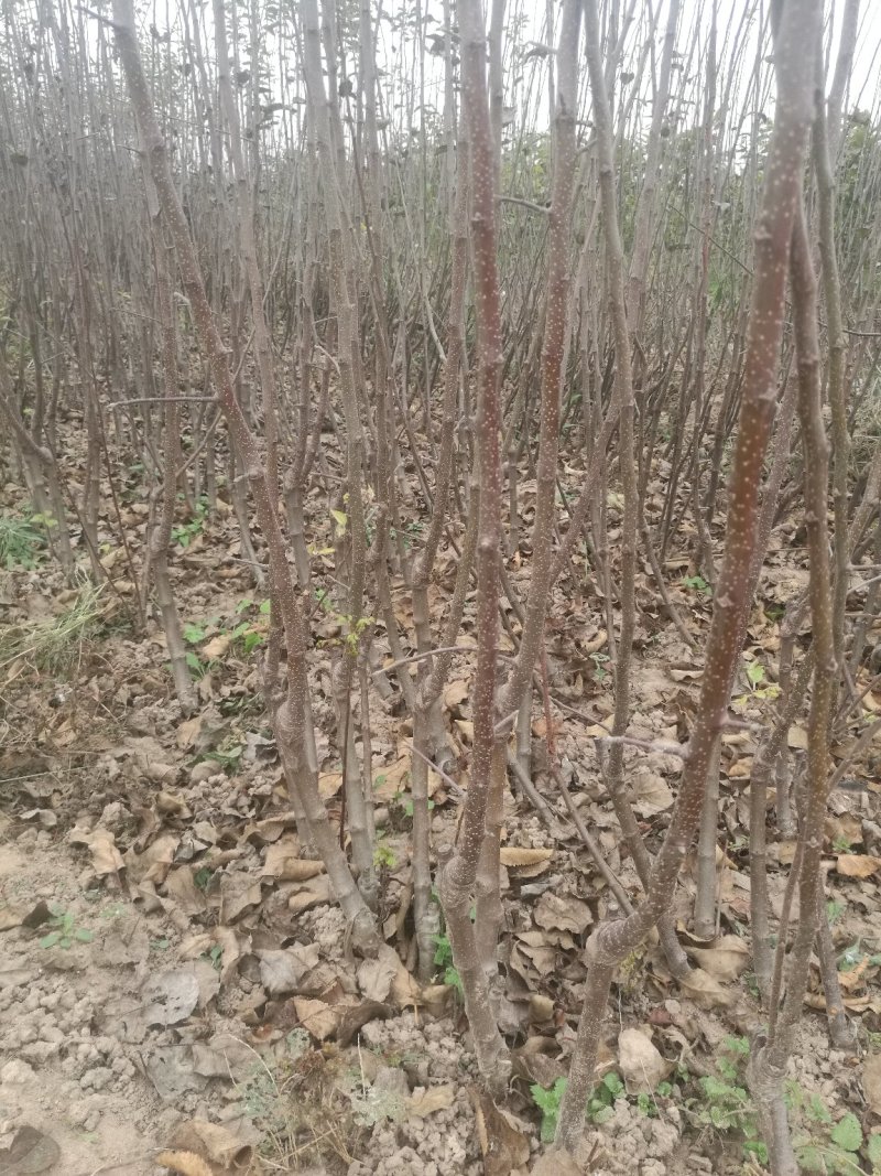 苹果矮化苗，陕西矮化苹果苗，基地直发，质量保证