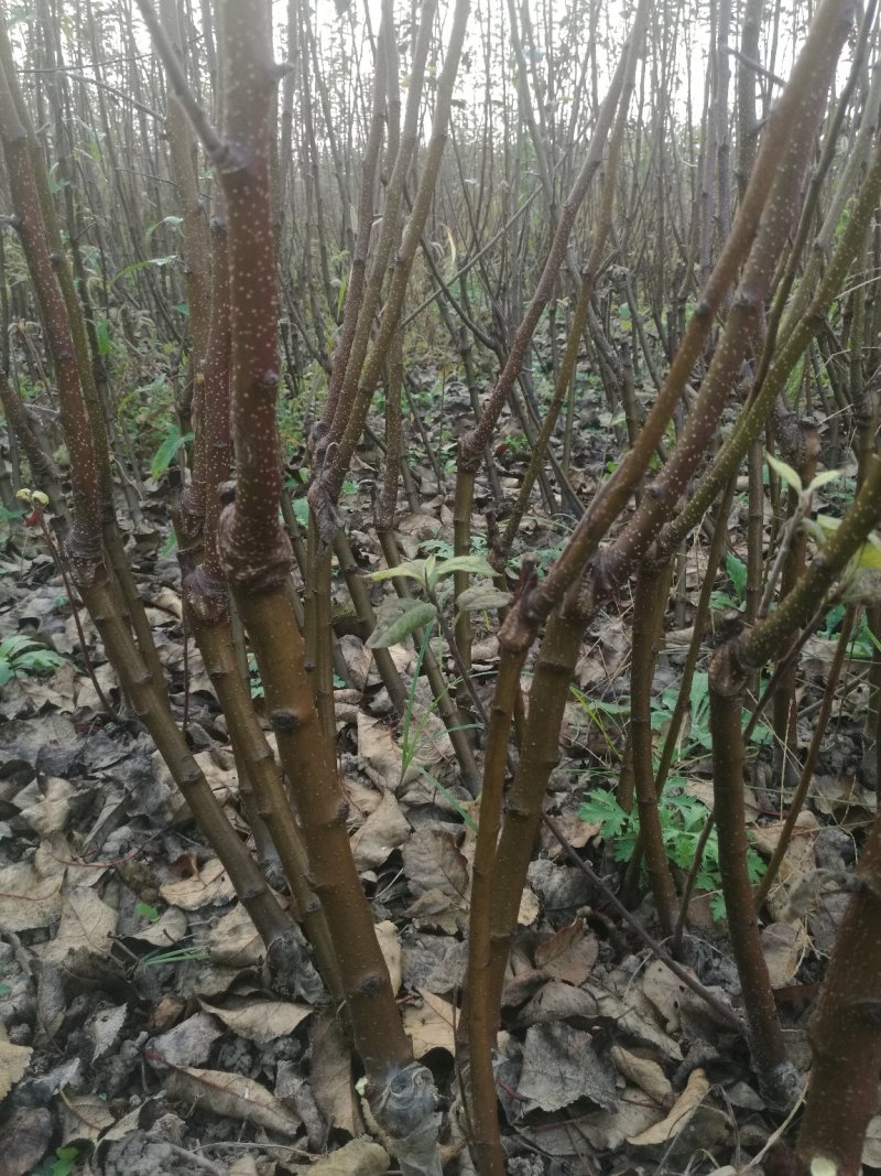 苹果矮化苗，陕西矮化苹果苗，基地直发，质量保证