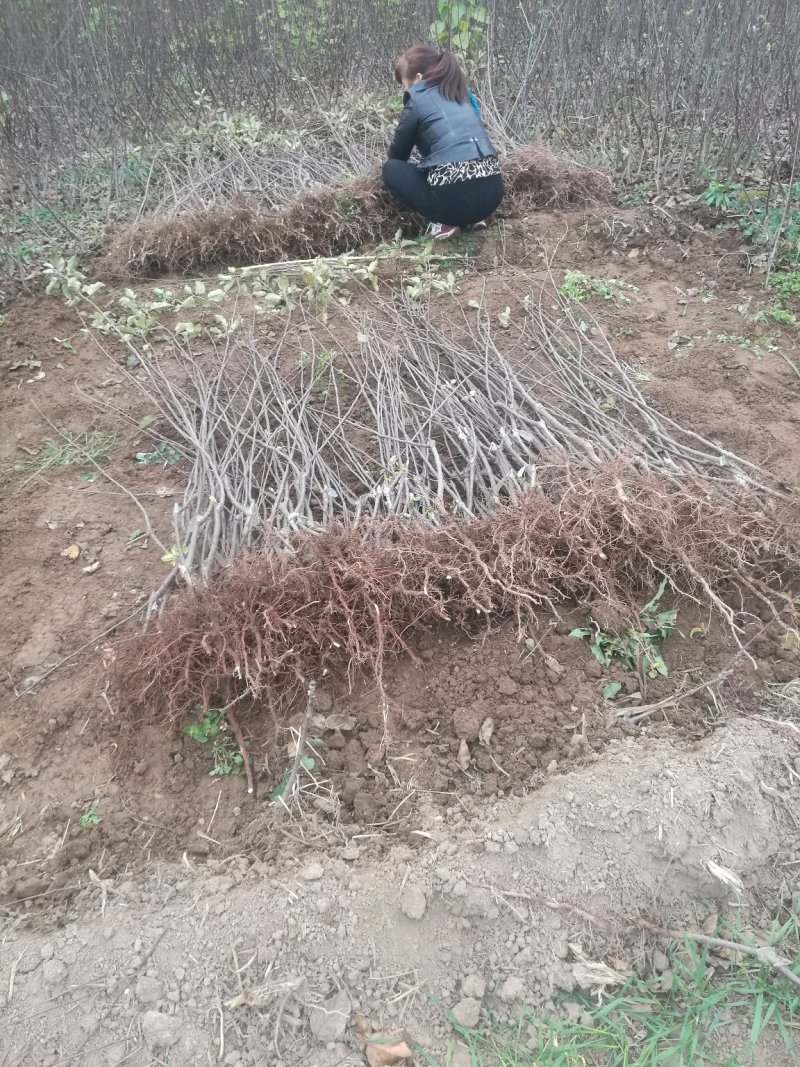 苹果矮化苗，陕西矮化苹果苗，基地直发，质量保证