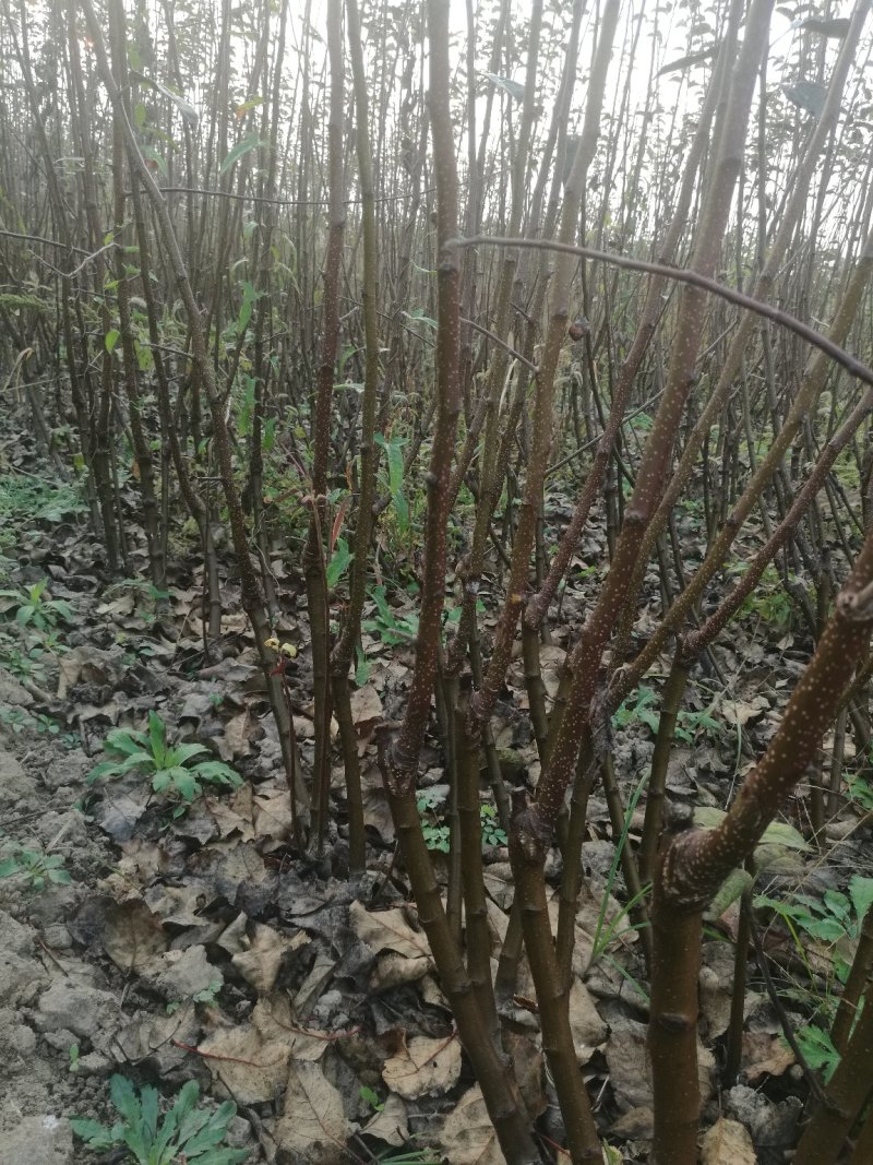 苹果矮化苗，陕西矮化苹果苗，基地直发，质量保证
