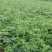 常年批发供应迎春花价格优惠，规格有一年生两年生高度40公