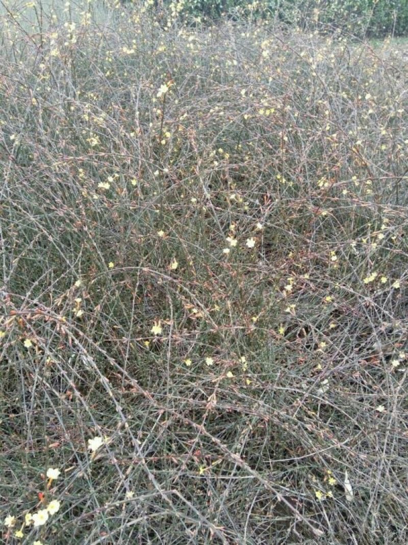 常年批发供应迎春花价格优惠，规格有一年生两年生高度40公