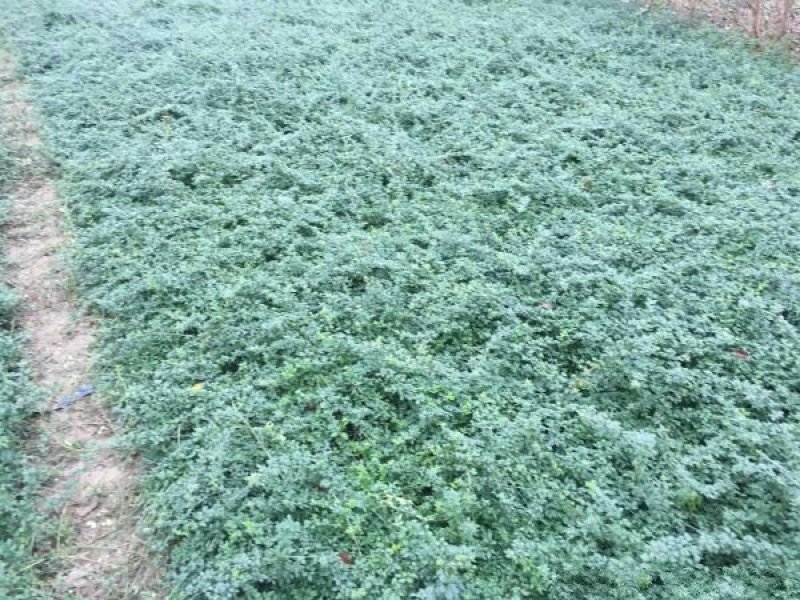 常年批发供应迎春花价格优惠，规格有一年生两年生高度40公