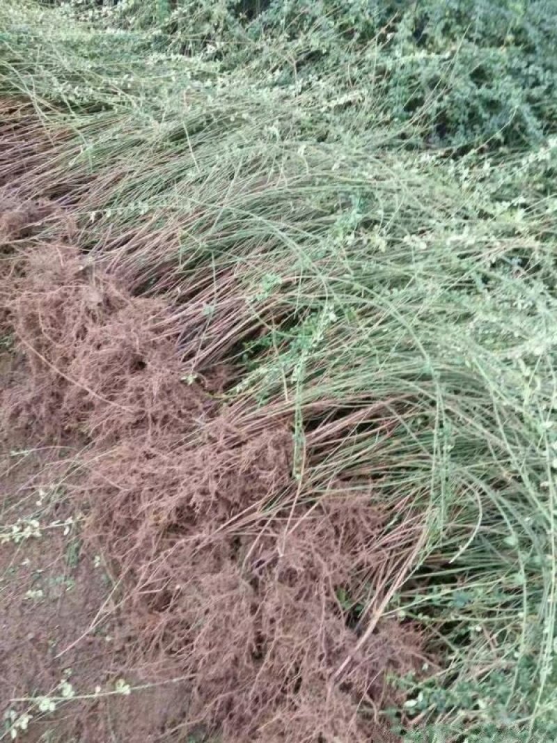 常年批发供应迎春花价格优惠，规格有一年生两年生高度40公