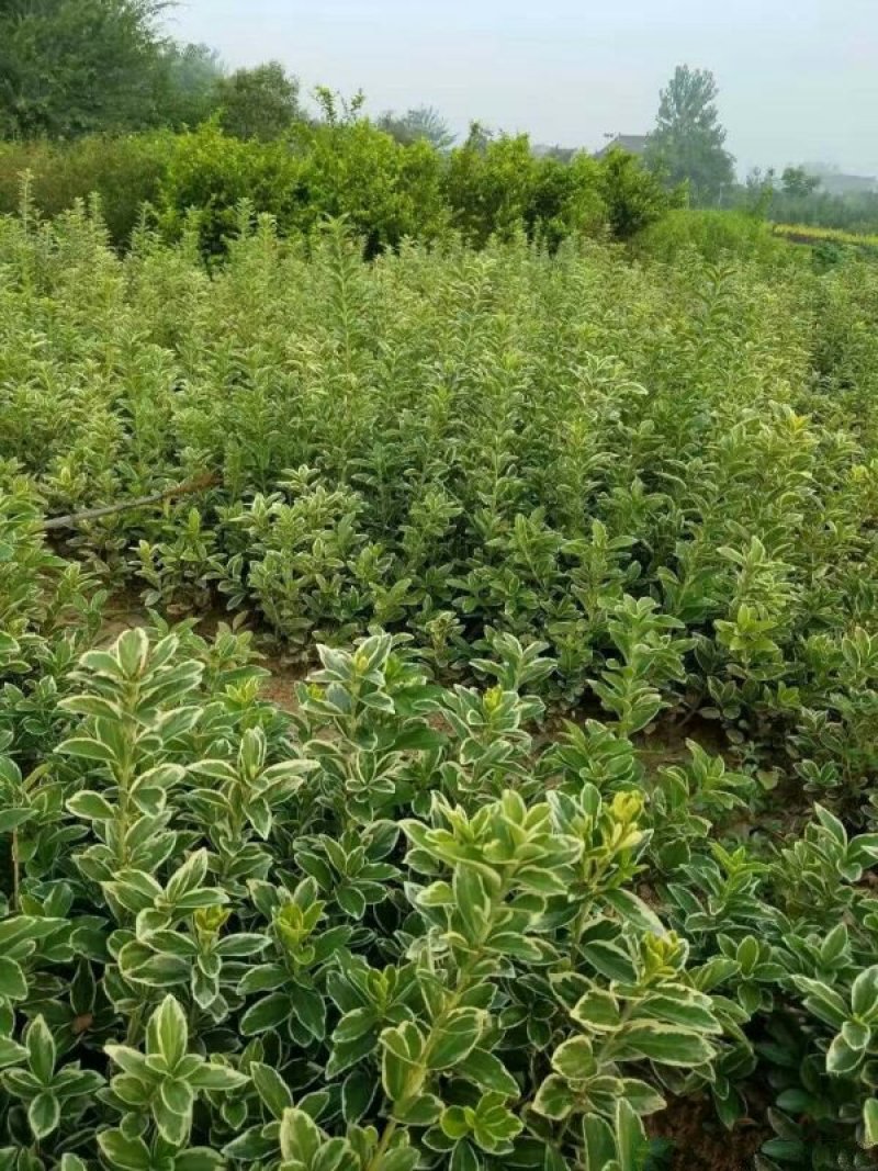 常年批发供应金边黄杨小苗价格优惠，规格有高度30公分40