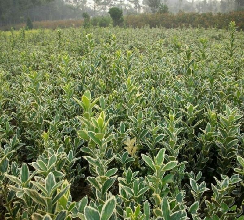 常年批发供应金边黄杨小苗价格优惠，规格有高度30公分40