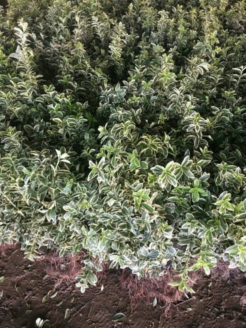 常年批发供应金边黄杨小苗价格优惠，规格有高度30公分40